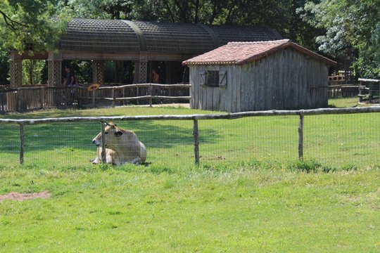 vache dans son enclos au Puy du fou
