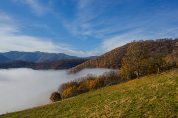 Beautiful autumn landscape with colorful tree, in foggy day