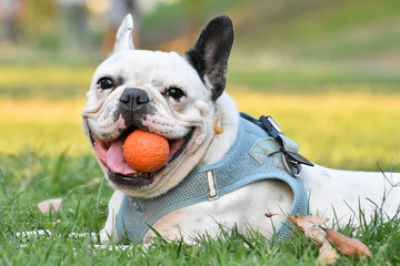 Obraz premium Dog french bulldog lying on the grass and playing a ball. 