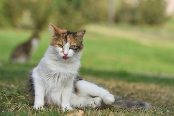 Beautiful cat with green eyes sitting on grass and licking lips.