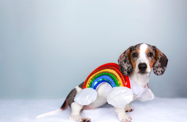 halloween white sausage dachshund dog isolated on blank background, wearing a rainbow dog costume