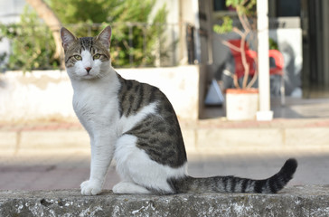 Street cat sitting on a wall and looking at camera. 