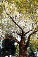 tree in autumn