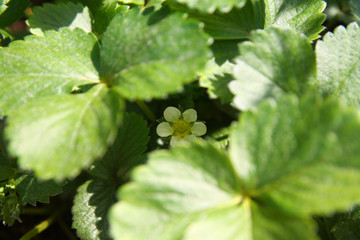 Hidden strawberry flower behind the leaves