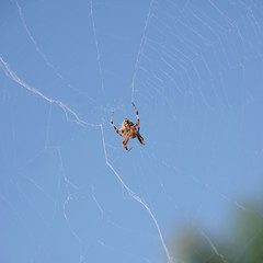 Big spider in his web seen from underneath against a bright blue sky