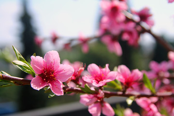 Pink peach flowers announcing the spring season