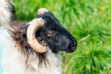 Sheep Portrait 3