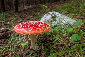 А red fly agaric in front of rock in the wood at the Rila mountain in Bulgaria.
