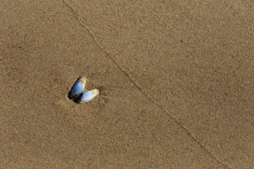 Small light blue seashell on the wet sand