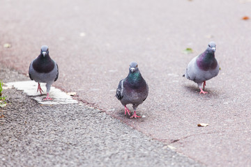 pigeons walking in city street