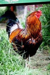 Portrait of a colorful rooster