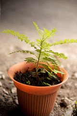 Un pequeño mundo aislado 