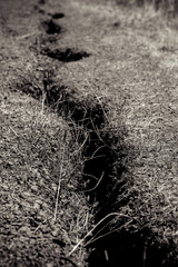 California Trees, Environment, and Aesthetic