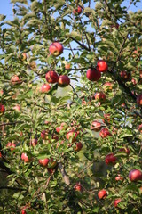 Abundant branches of an apple tree
