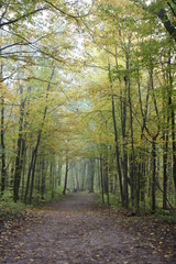 Autumn forest