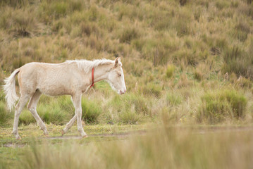 young domesticated work horse playfully trots in a highland meadow full of grass while taking a break from carrying riding tourists on a mountain trail