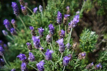 lavanda con abeja