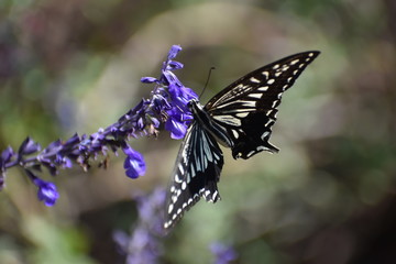 Flower & Butterfly-33