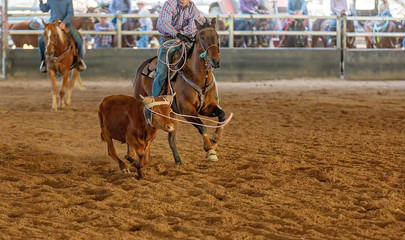 Calf Roping At An Outback Rodeo