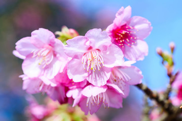 Beautiful Pink Cherry Blossom or Sakura flower blooming in blue sky on nature background