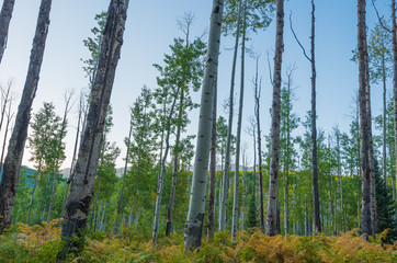 Landscape of aspen trees in the forest along Kebler Pass in Colorado