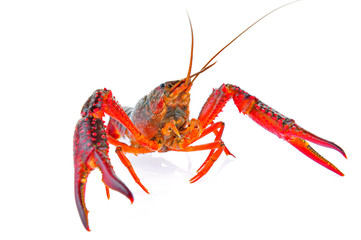 Lobster on a white background