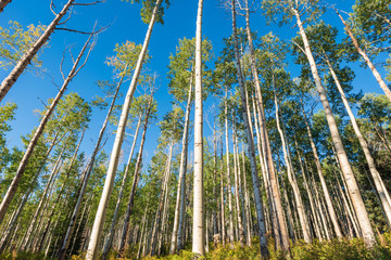Landscape of tall aspen trees in a forest along Kebler Pass in Colorado