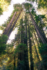 Muir Woods Large Tree National Park