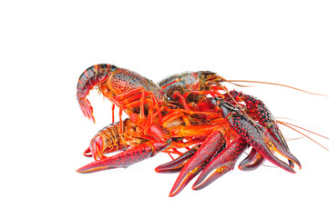 Lobster on a white background