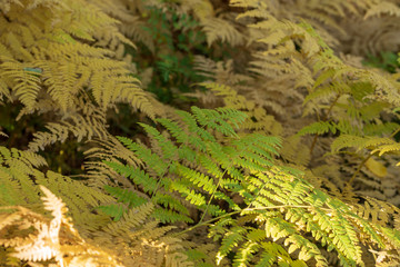 Close up of fern plants in autumn in the forest