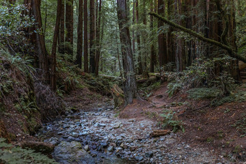 Muir Woods Large Tree National Park