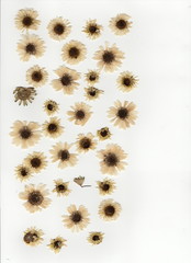 Pressed White daisies
