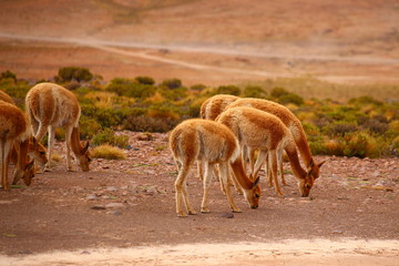 Guanacos (llama) feeding in Atacama desert in Chile