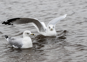 A herring gull lands next to one already on the water