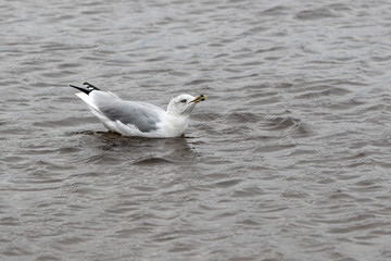 Fototapeta na wymiar A herring gull ( Larus argentatus) calling on the water