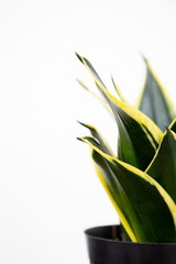 Sansevieria trifasciata ( mother in law ) or sword plant dwarf varieties species .