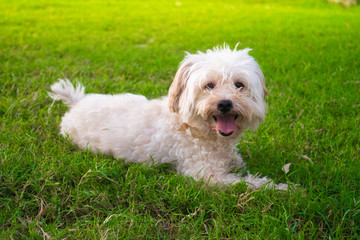 puppy in a green grass