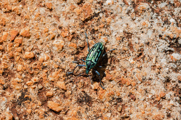 Citrus Weevil On Concrete Pavement