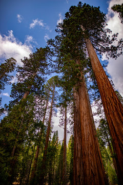Mariposa Grove