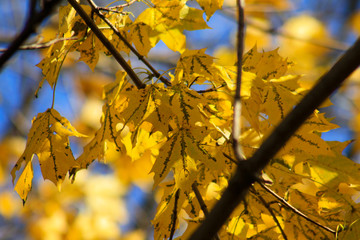 autumn leaves on tree
