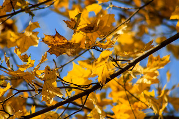 autumn leaves on tree