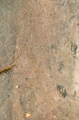 Falling Rain And Running Rainwater On Pavement