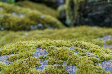 Obraz premium Close up of moss covered rock nature background