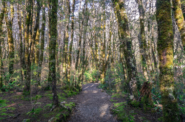 Hiking path, trek in mountain rainforest with trees covered in moss