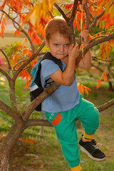 Boy with backpack climbing up on tree in autumn forest. Sunny autumn day
