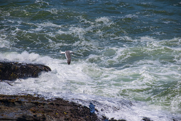 Seagulls in-flight at Sea ranch, CA