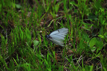 Butterfly Cabbage on the grass