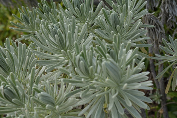 gray green plant