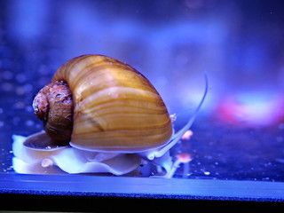 ゴールデンアップルスネール