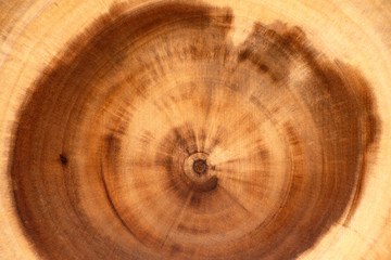 Closeup wood texture of rustic wooden cutting board from real tree. Wood background, top view.